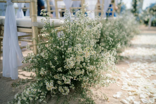 white aster flower